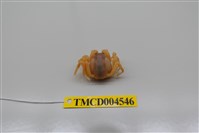 藏品(短指和尚蟹)的圖片